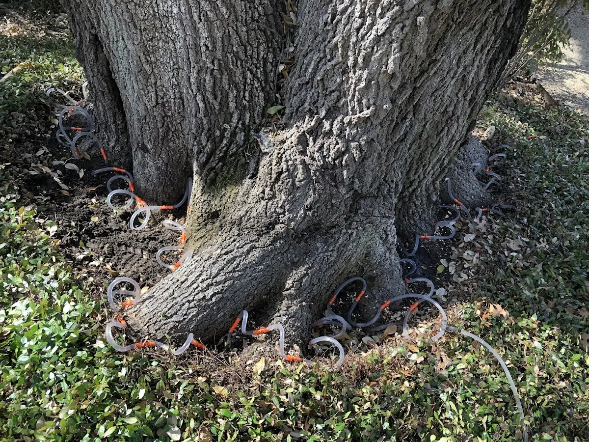 Detailed Tree Cabling and Bracing job site in Holtwood