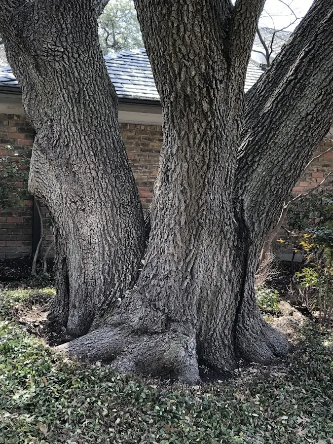 Mature heritage tree close to a Holtwood property cared for by certified arborists